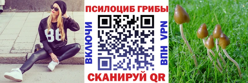 Псилоцибиновые грибы Psilocybe где можно купить наркотик Новая Ладога